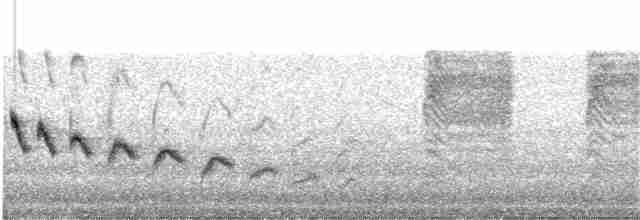 Troglodyte des canyons - ML48285771