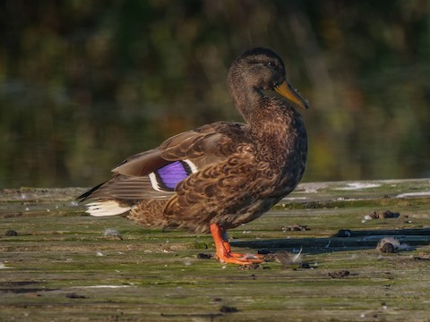 Mallard - Roger Horn