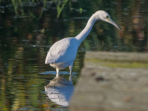 Little Blue Heron - Roger Horn