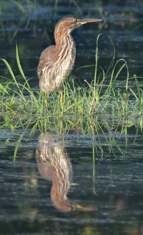 Green Heron - Roger Horn