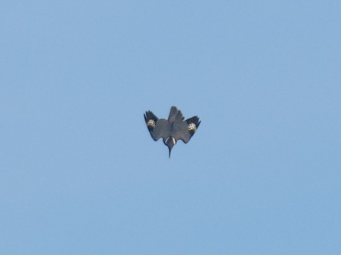 Belted Kingfisher - Roger Horn