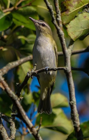 Red-eyed Vireo - Roger Horn