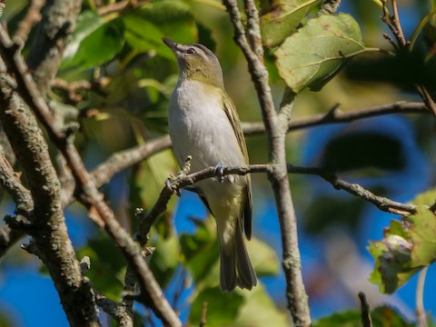 Red-eyed Vireo - Roger Horn
