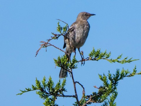 Northern Mockingbird - Roger Horn
