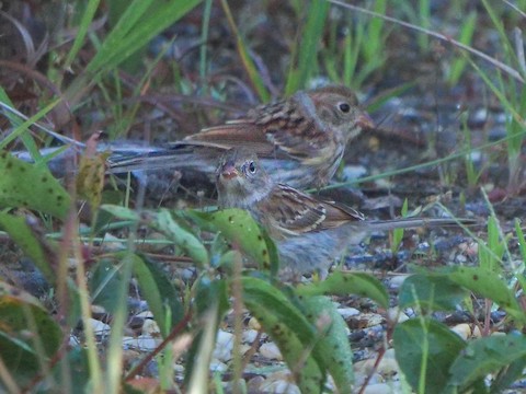 Field Sparrow - Roger Horn