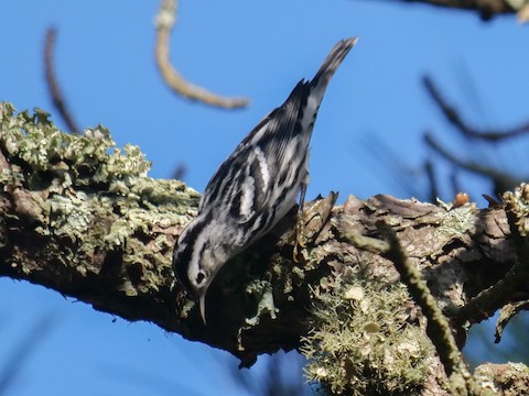 Black-and-white Warbler - Roger Horn