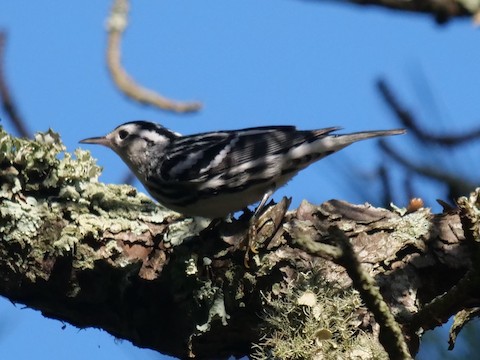 Black-and-white Warbler - Roger Horn