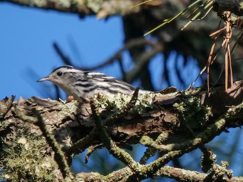Black-and-white Warbler - Roger Horn