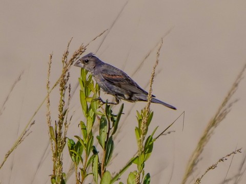Blue Grosbeak - Roger Horn