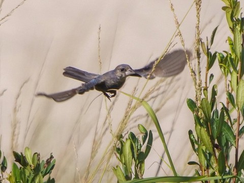Blue Grosbeak - Roger Horn