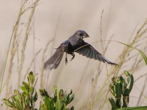 Blue Grosbeak - Roger Horn