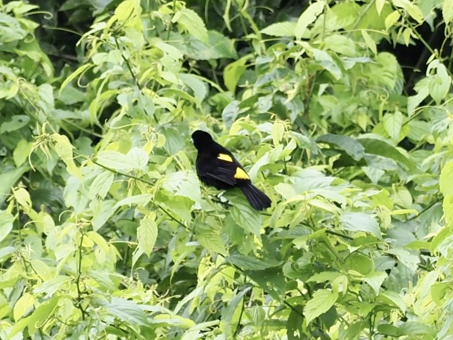 Flame-rumped Tanager - Paul Kinzer