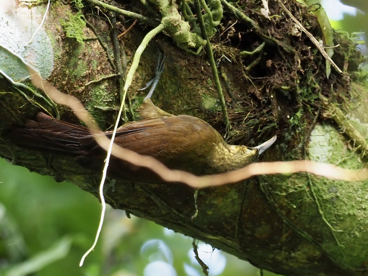 Spotted Woodcreeper - ML482870331