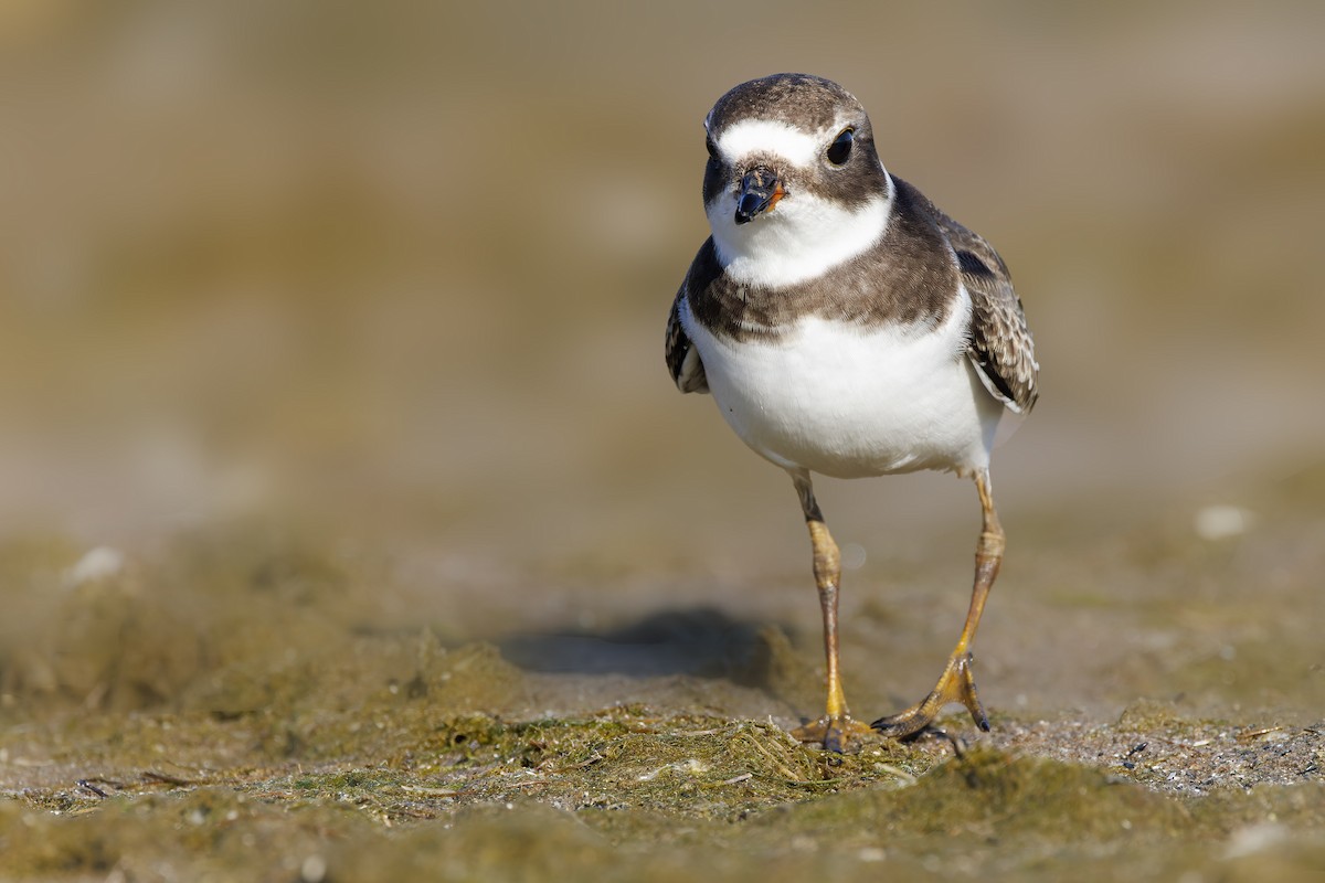Semipalmated Plover - ML482872221