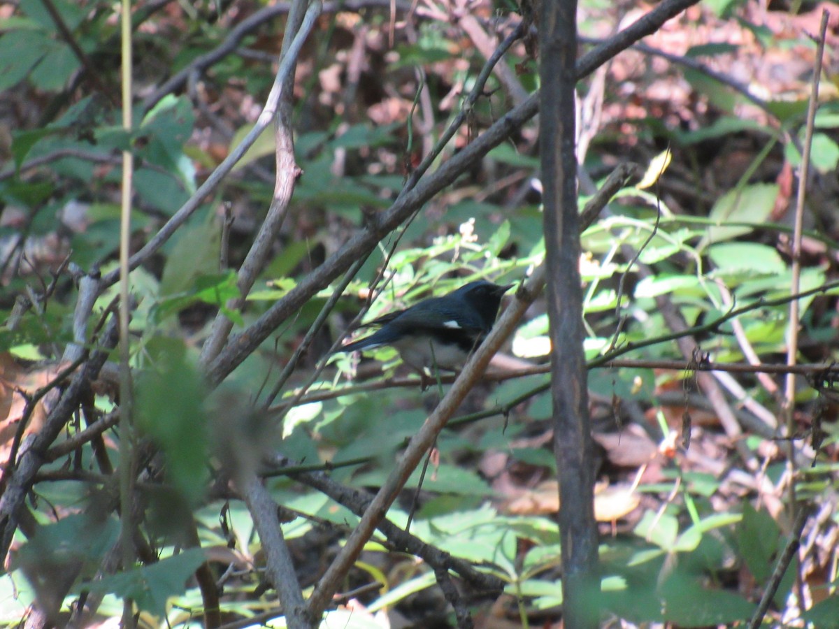 Black-throated Blue Warbler - ML482874301