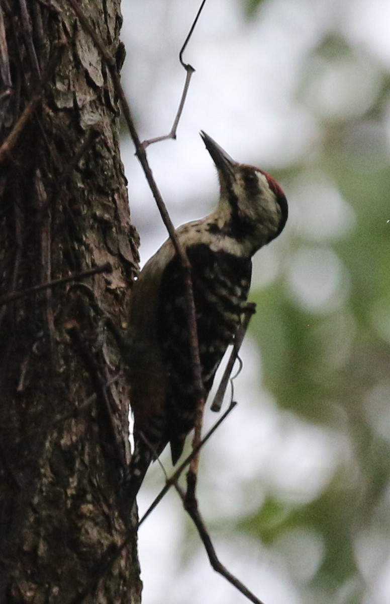 Freckle-breasted Woodpecker - ML48287821