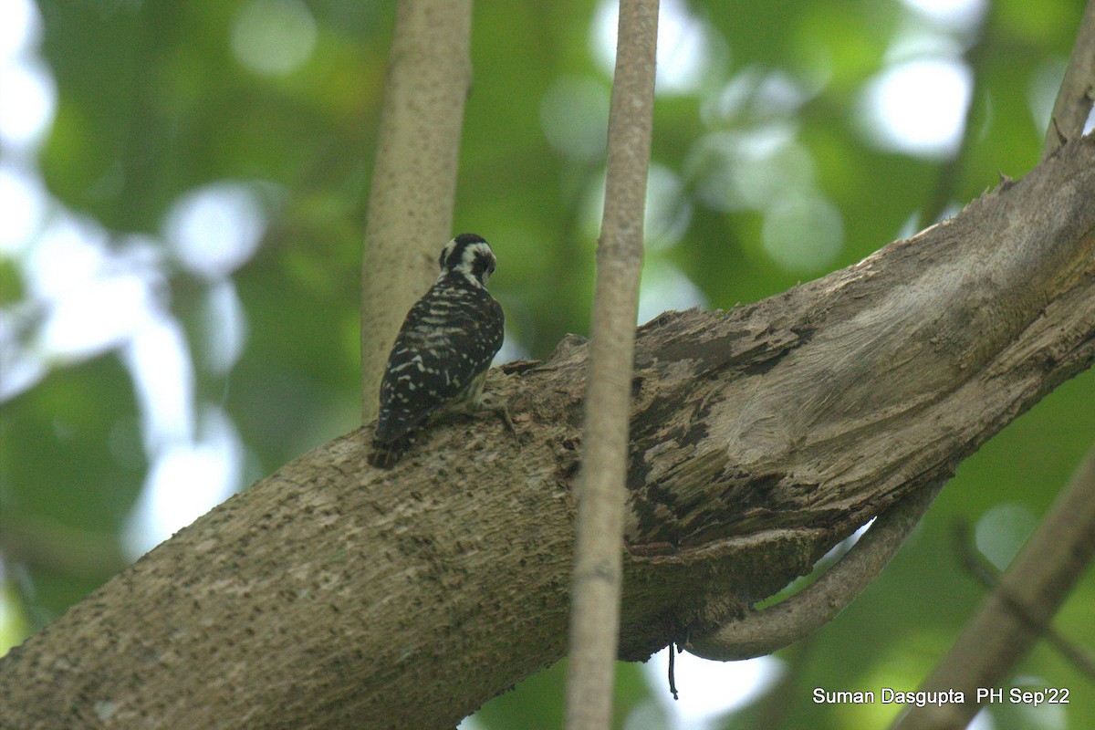 Philippine Pygmy Woodpecker - ML482882451