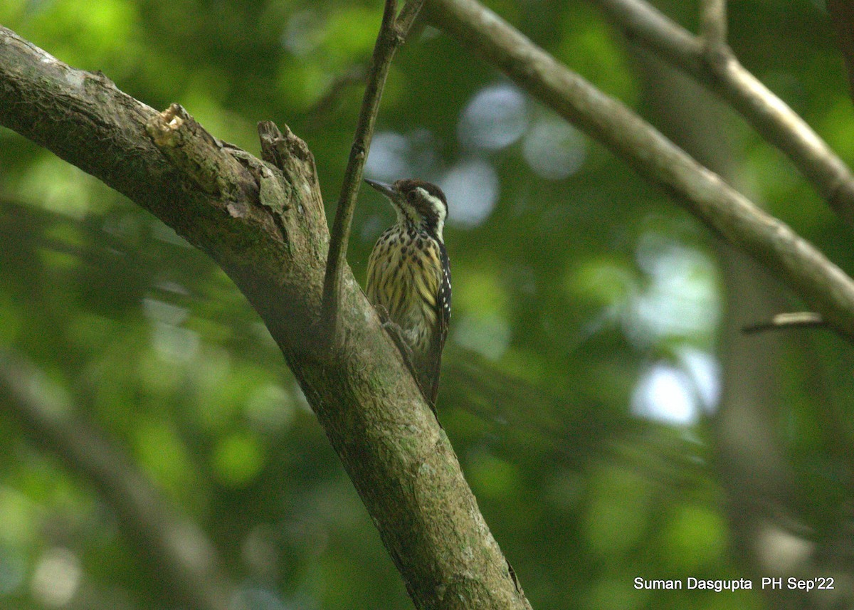 Philippine Pygmy Woodpecker - ML482882461