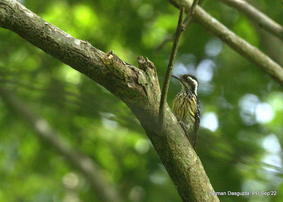 Philippine Pygmy Woodpecker - ML482882471