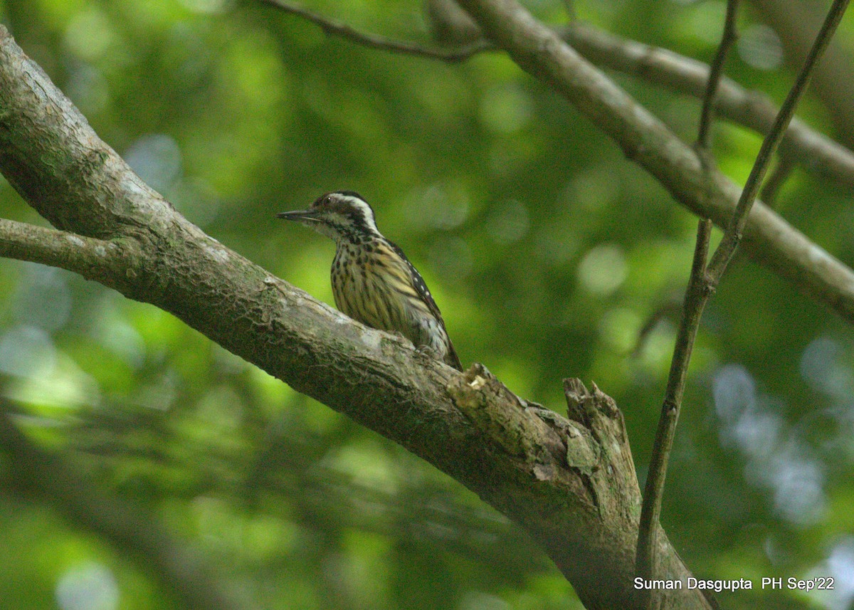Philippine Pygmy Woodpecker - ML482882481