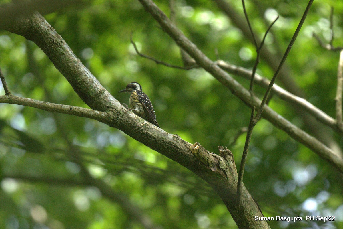 Philippine Pygmy Woodpecker - ML482882491