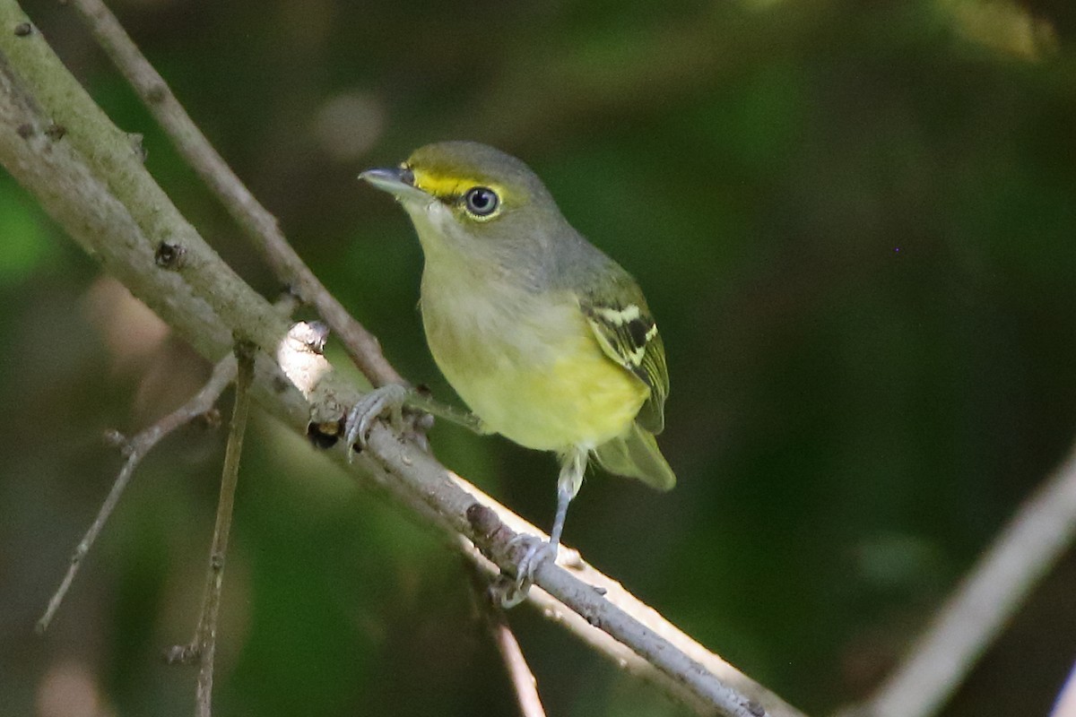 Maryland-DC Breeding Bird Atlas Checklist - 10 Sep 2022 - EXELON CORP ...