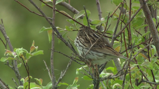 Savannah Sparrow - ML482890