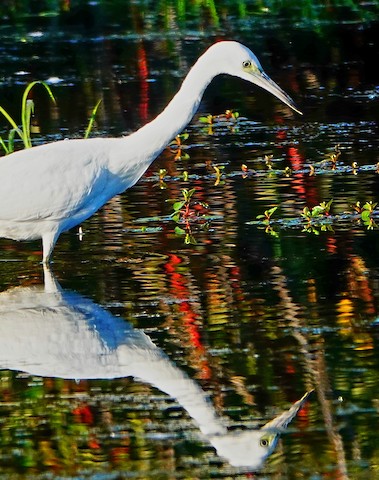 Little Blue Heron - Kathleen Horn