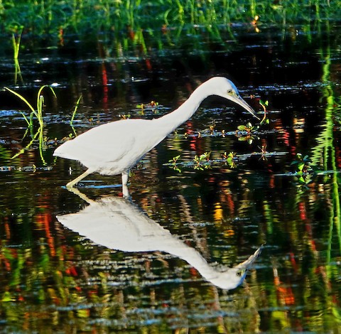 Little Blue Heron - Kathleen Horn