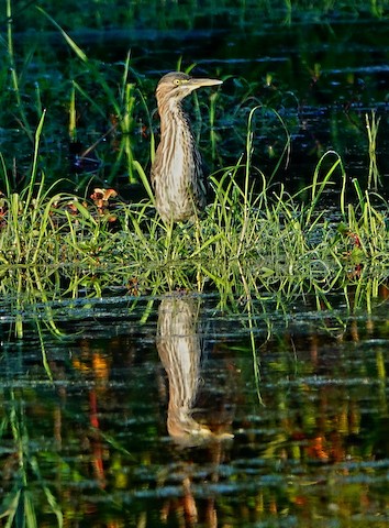 Green Heron - Kathleen Horn