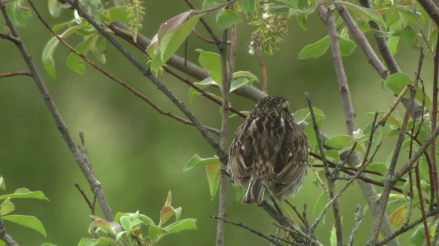 Savannah Sparrow - ML482891