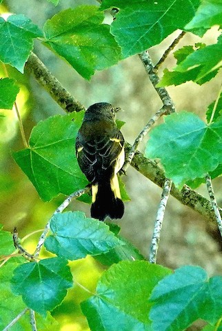 American Redstart - Kathleen Horn