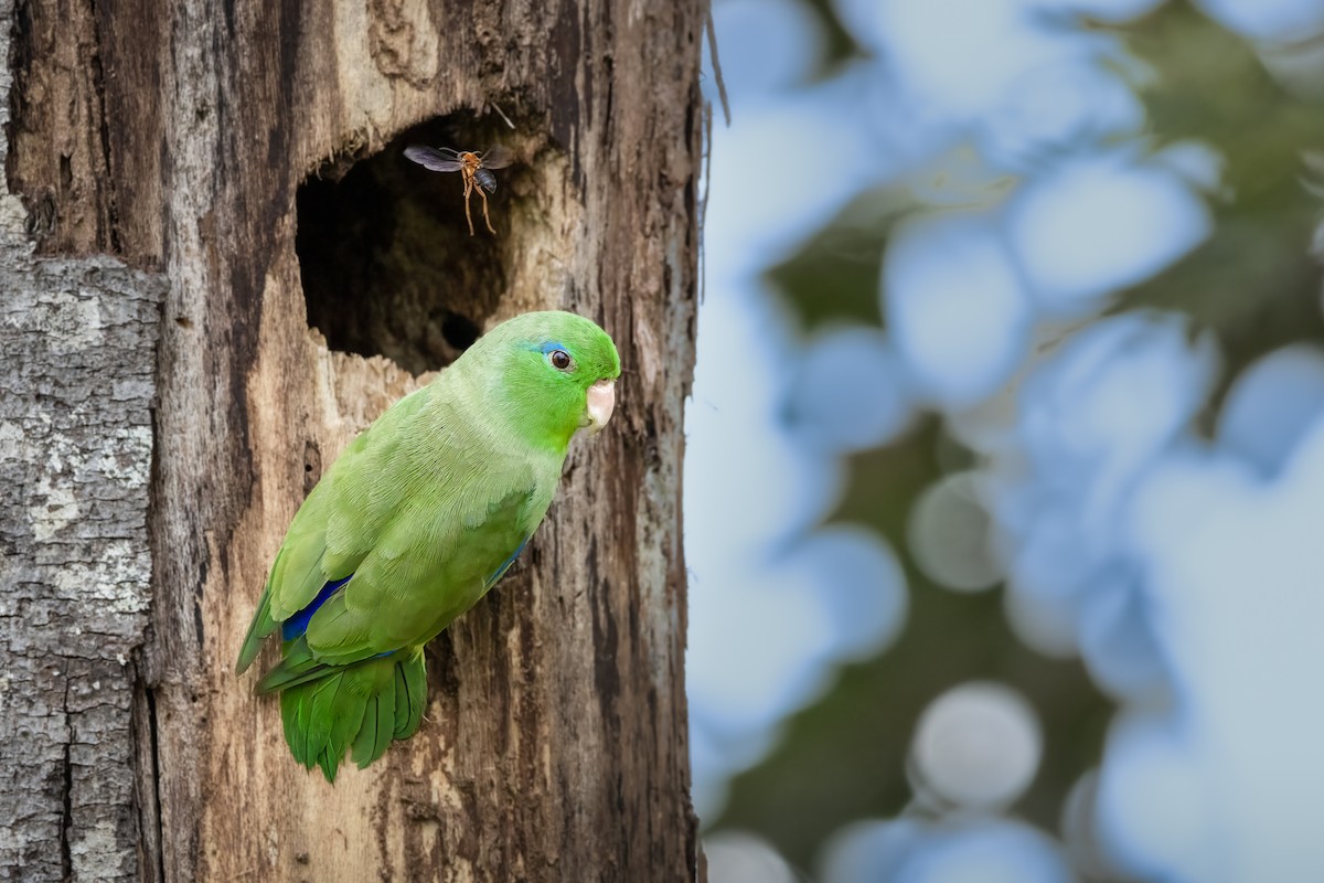 Spectacled Parrotlet - ML482895481
