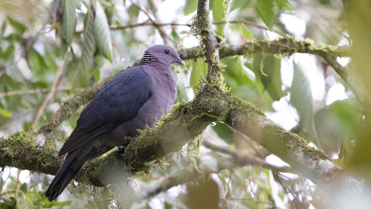 Sri Lanka Wood-Pigeon - Rangana Abeyrathne