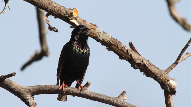  - European Starling