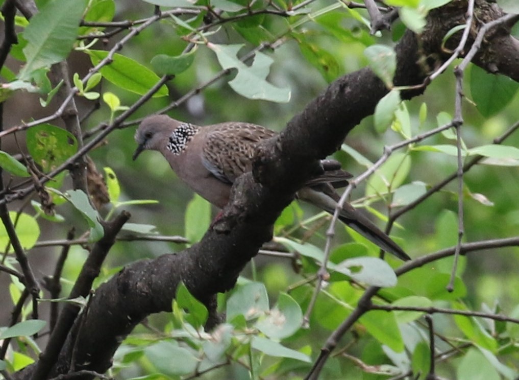 Spotted Dove - ML48289731