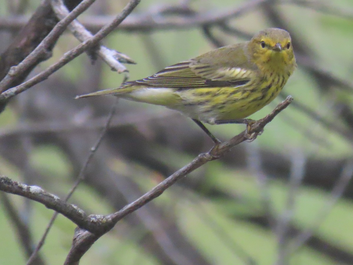 Cape May Warbler - ML482899201
