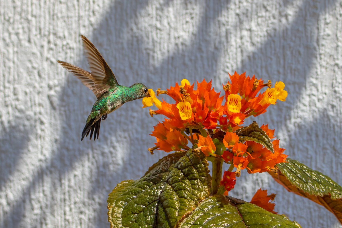 Shining-green Hummingbird - Miguel Forero