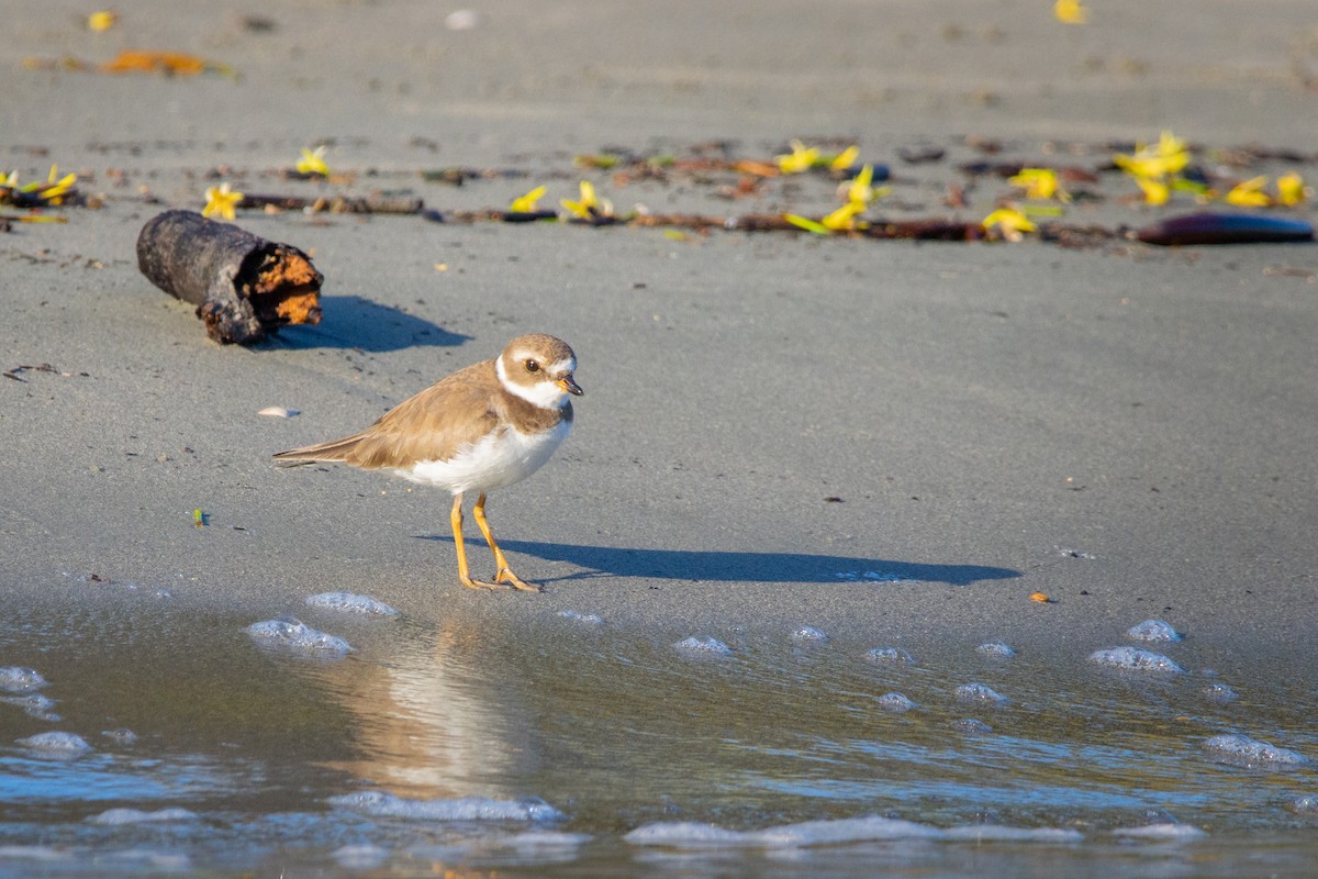 Semipalmated Plover - ML482899991