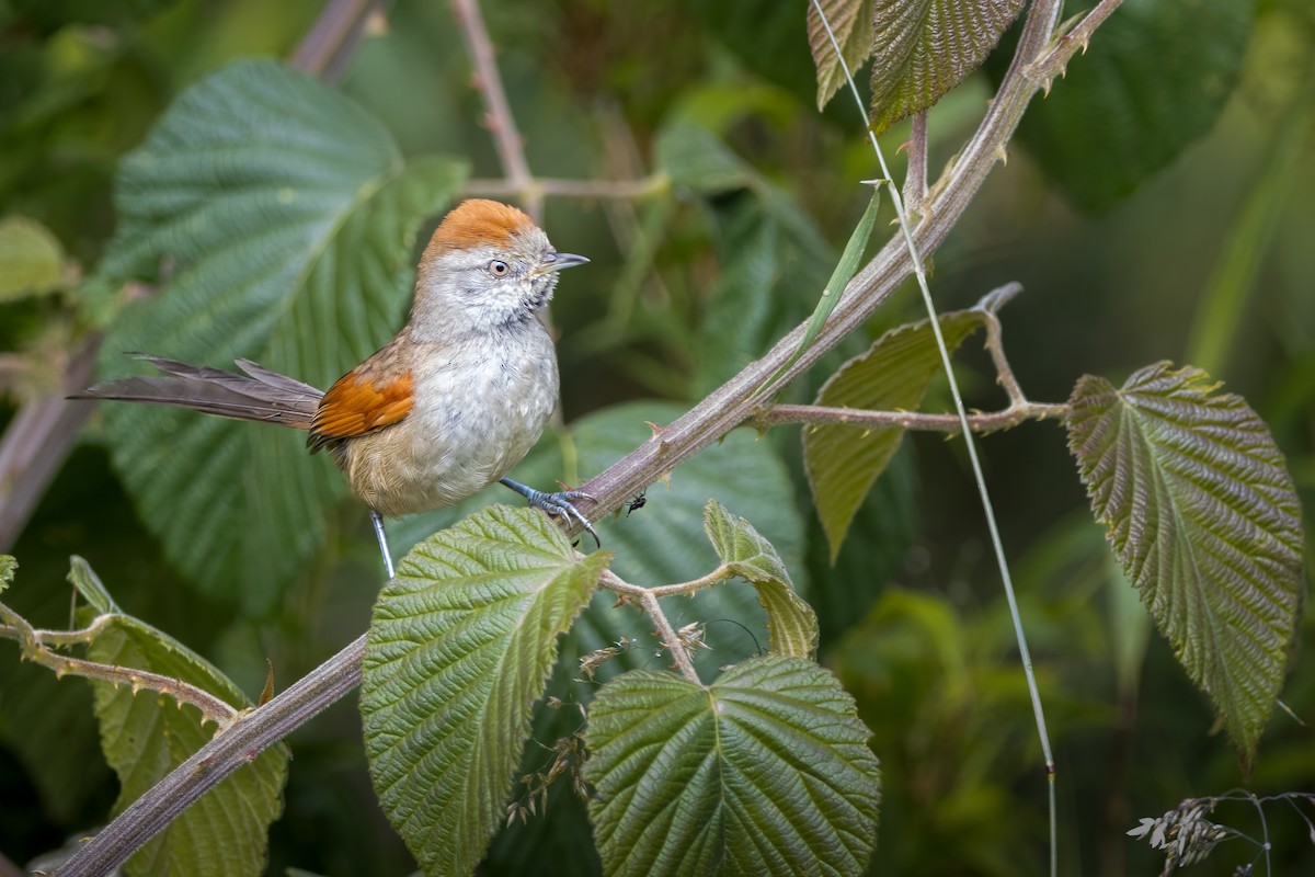 Silvery-throated Spinetail - ML482906231