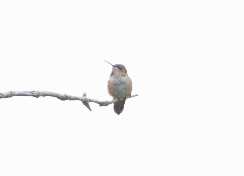 Rufous Hummingbird - ML482912681