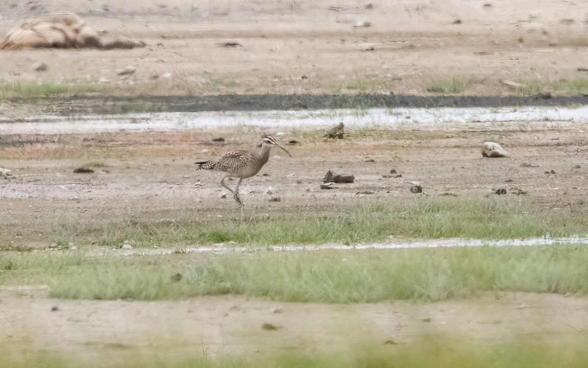 eBird Checklist 8 Sep 2022 Mono Lake County Park 14 species