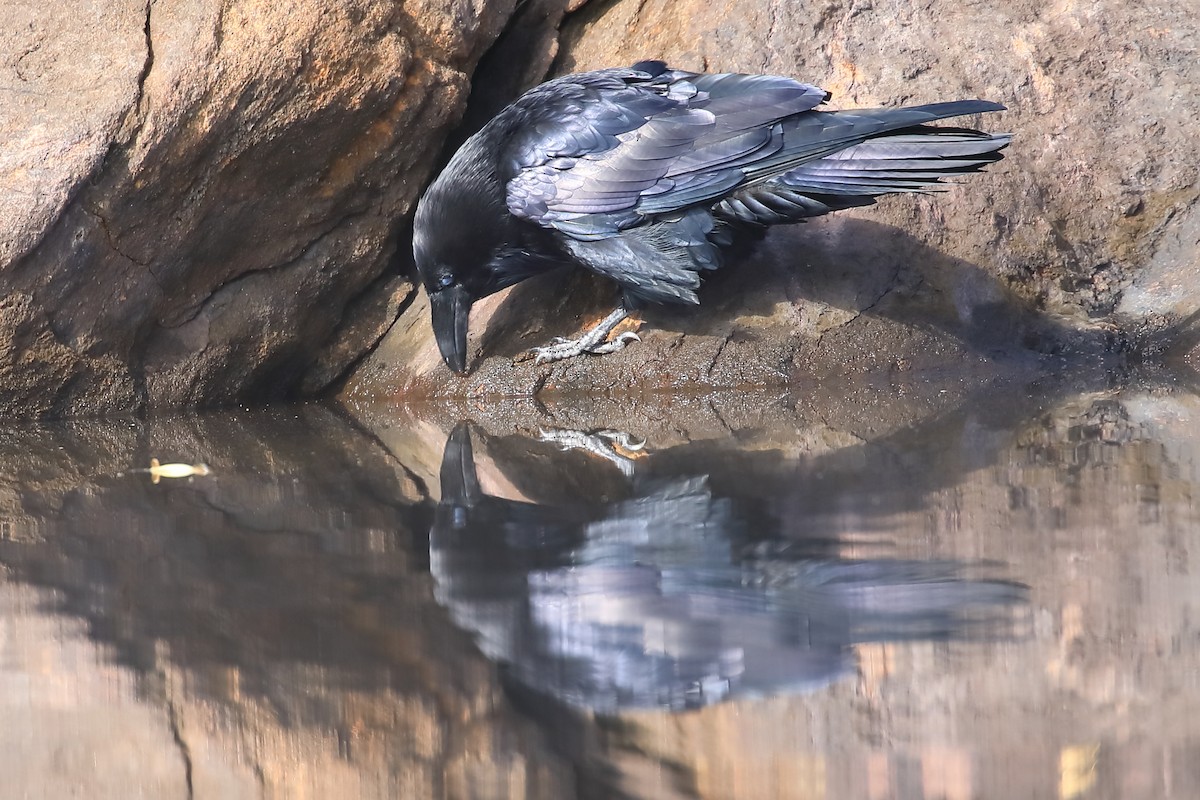 Common Raven - Mario St-Gelais