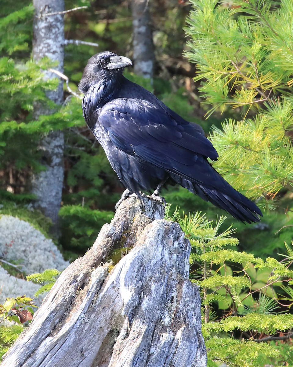Common Raven - Mario St-Gelais