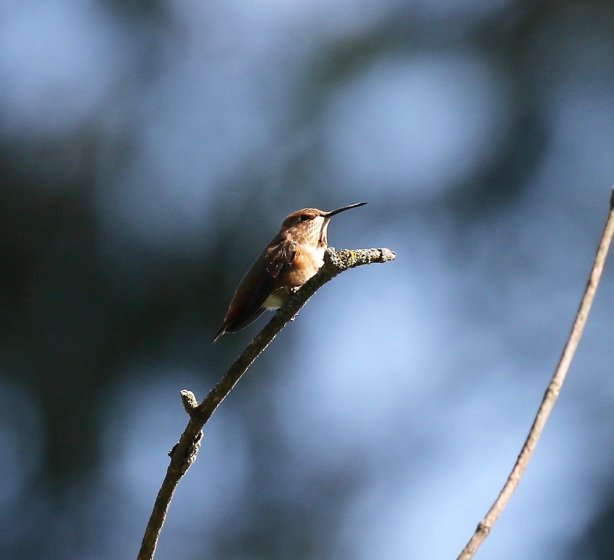 Rufous Hummingbird - Sandy Vorpahl