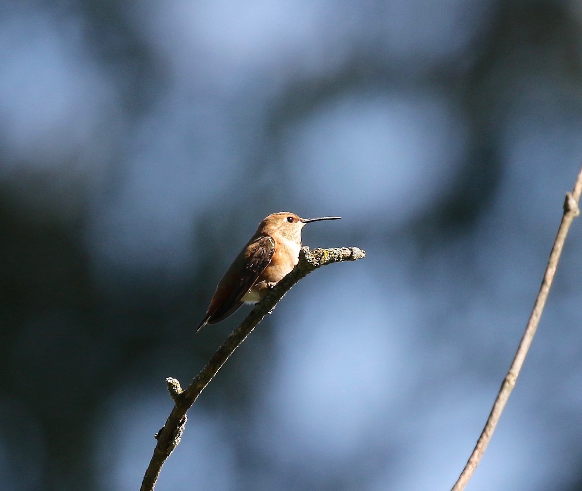 Rufous Hummingbird - Sandy Vorpahl