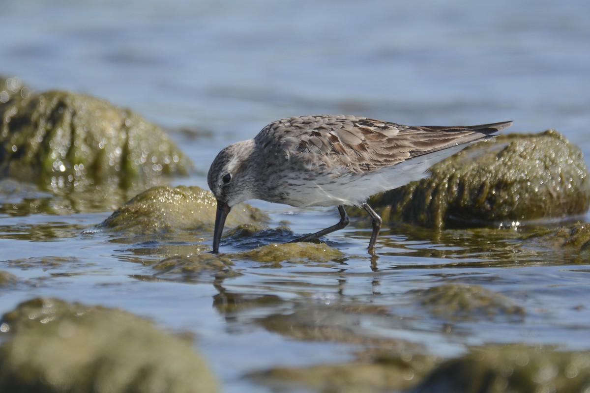 eBird Checklist 10 Sep 2022 OshawaMcLaughlin Bay/McLaughlin Bay