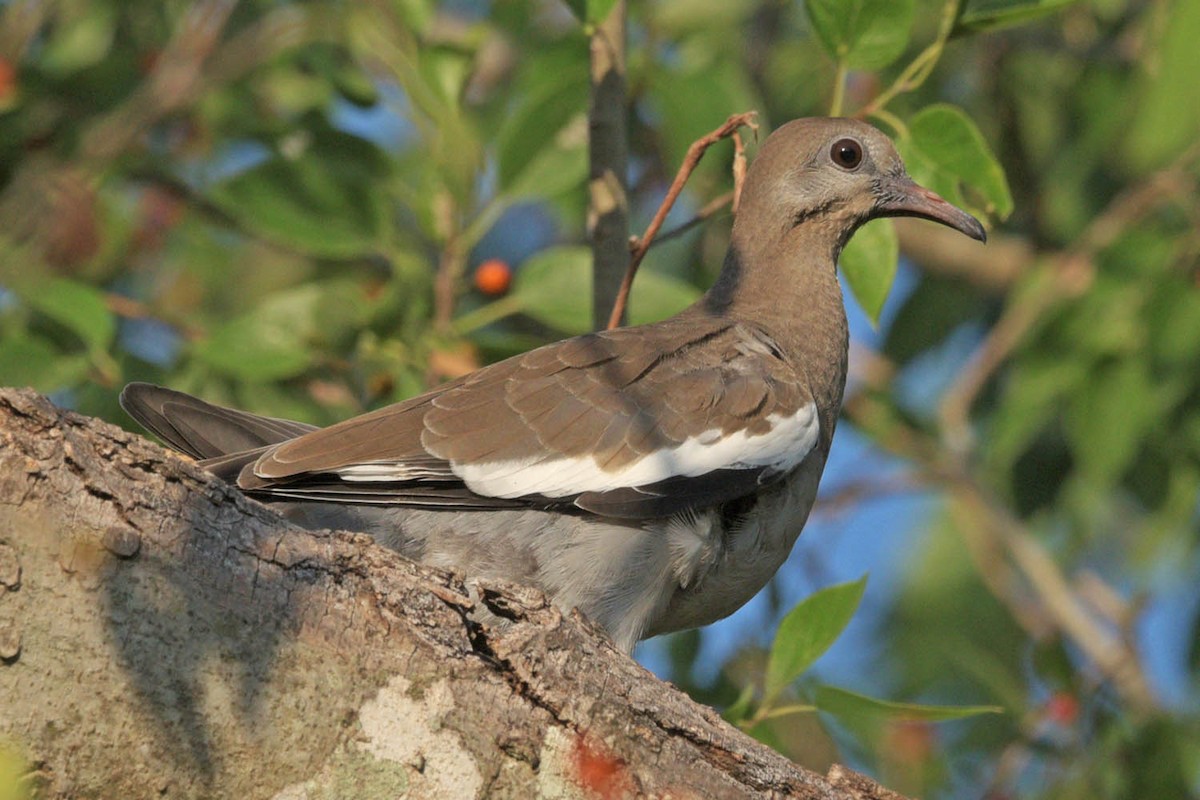 White-winged Dove - Troy Hibbitts
