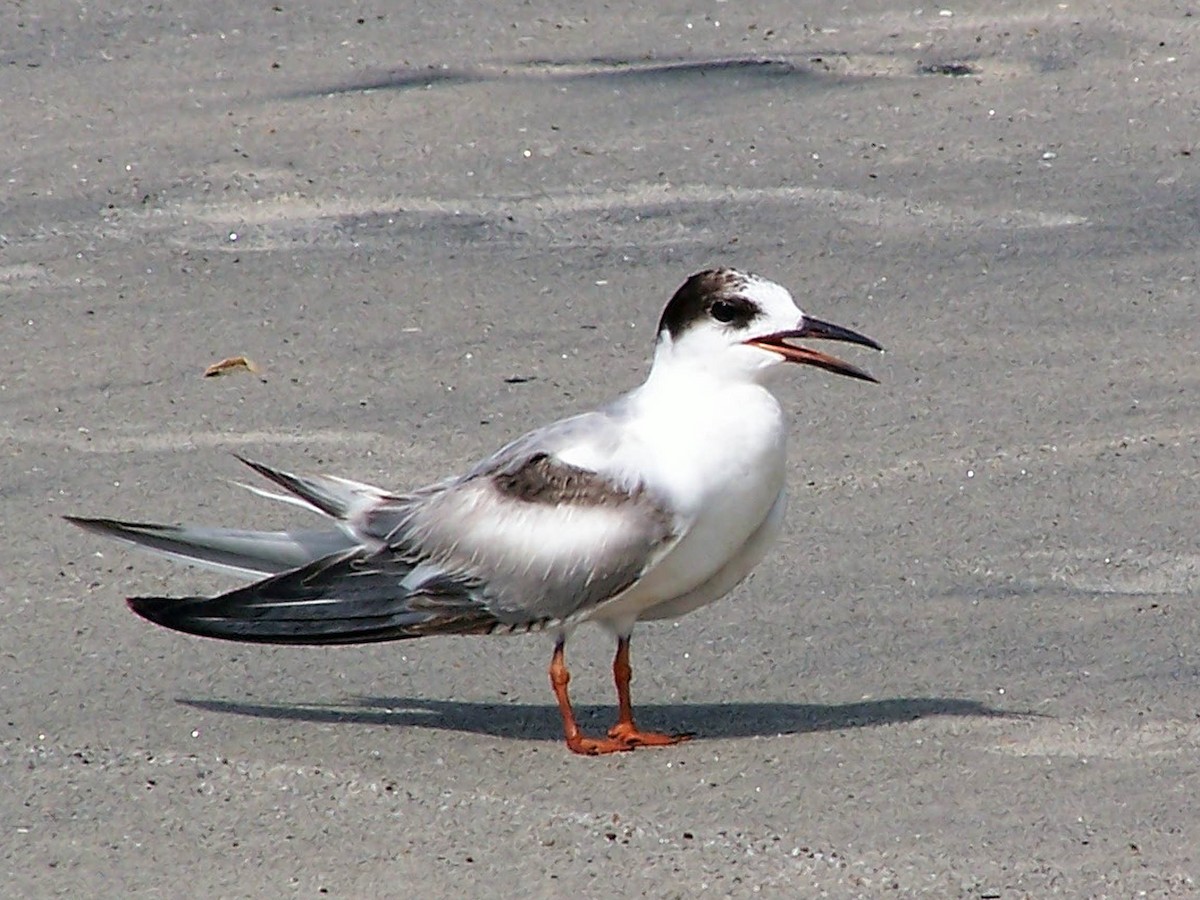 Common Tern - Louis Imbeau