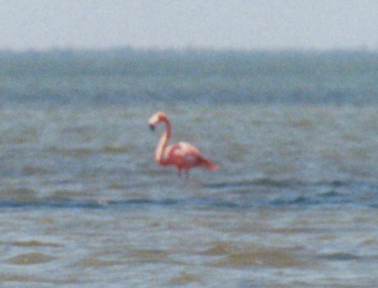 American Flamingo - Bill Pranty